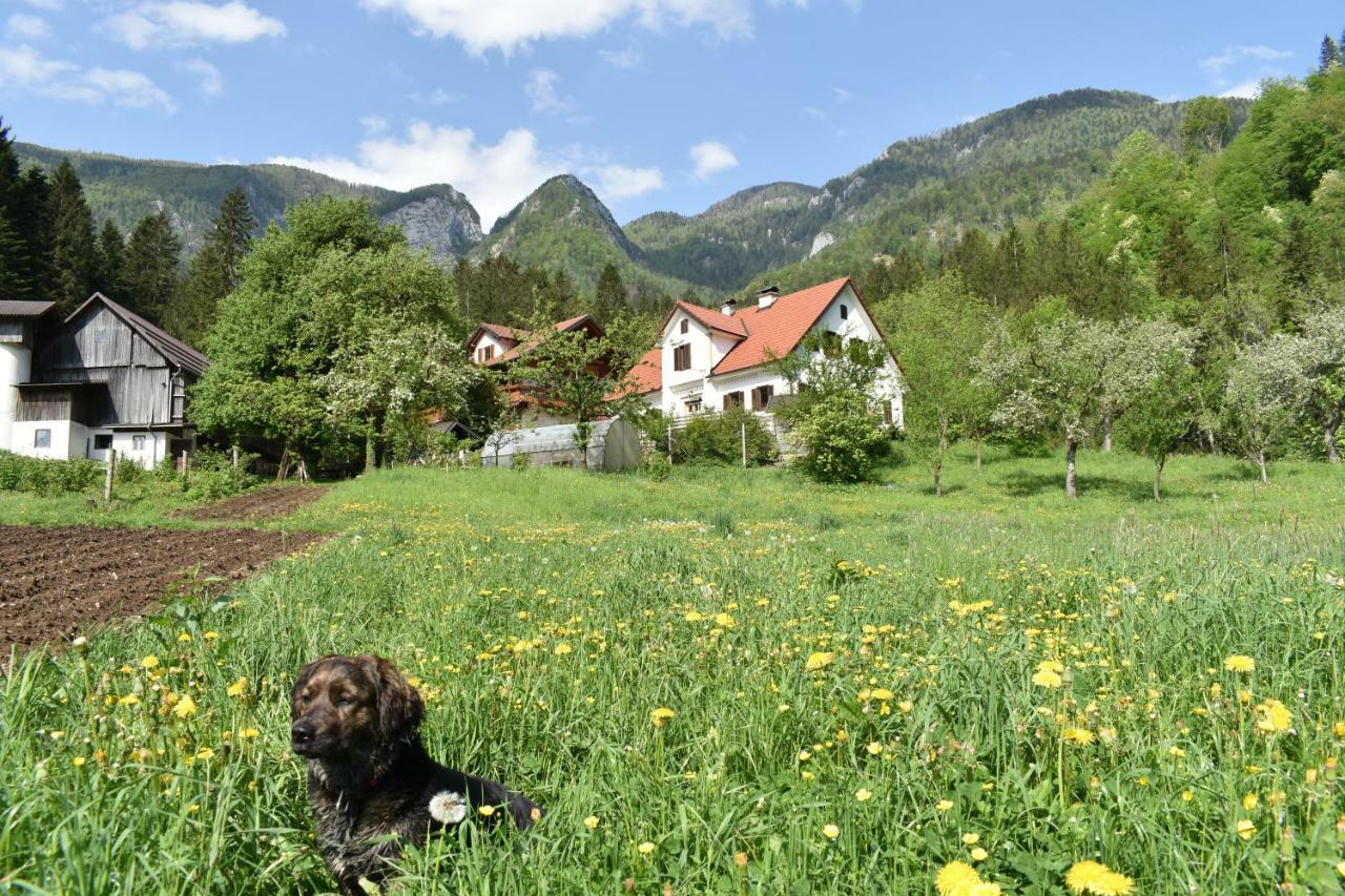 Turisticna Kmetija Stoglej Luce